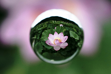 宙に浮かぶ仏様の花