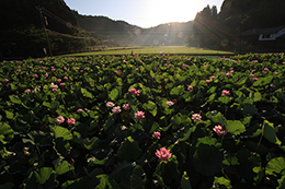 夏の朝