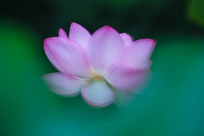 宙に浮かぶ仏様の花