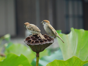 スズメ・・・はす恋（初恋）