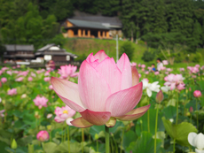 石仏公園の蓮の花