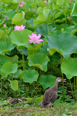 花組のみんな～集まって～