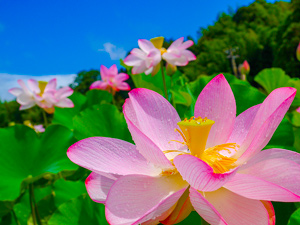 【雨上がりの蓮の花】 なぉ 様