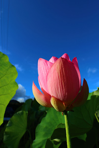 【夏空に向かって】 春夏秋冬 様