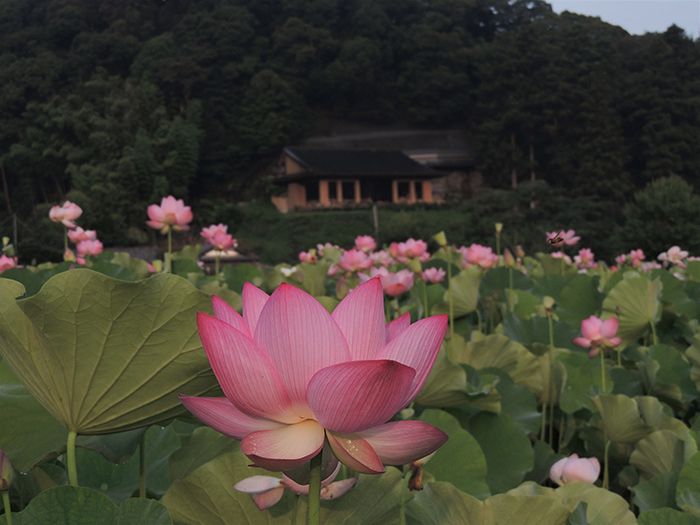 【如来の里満開の蓮】 河村今朝幸 様